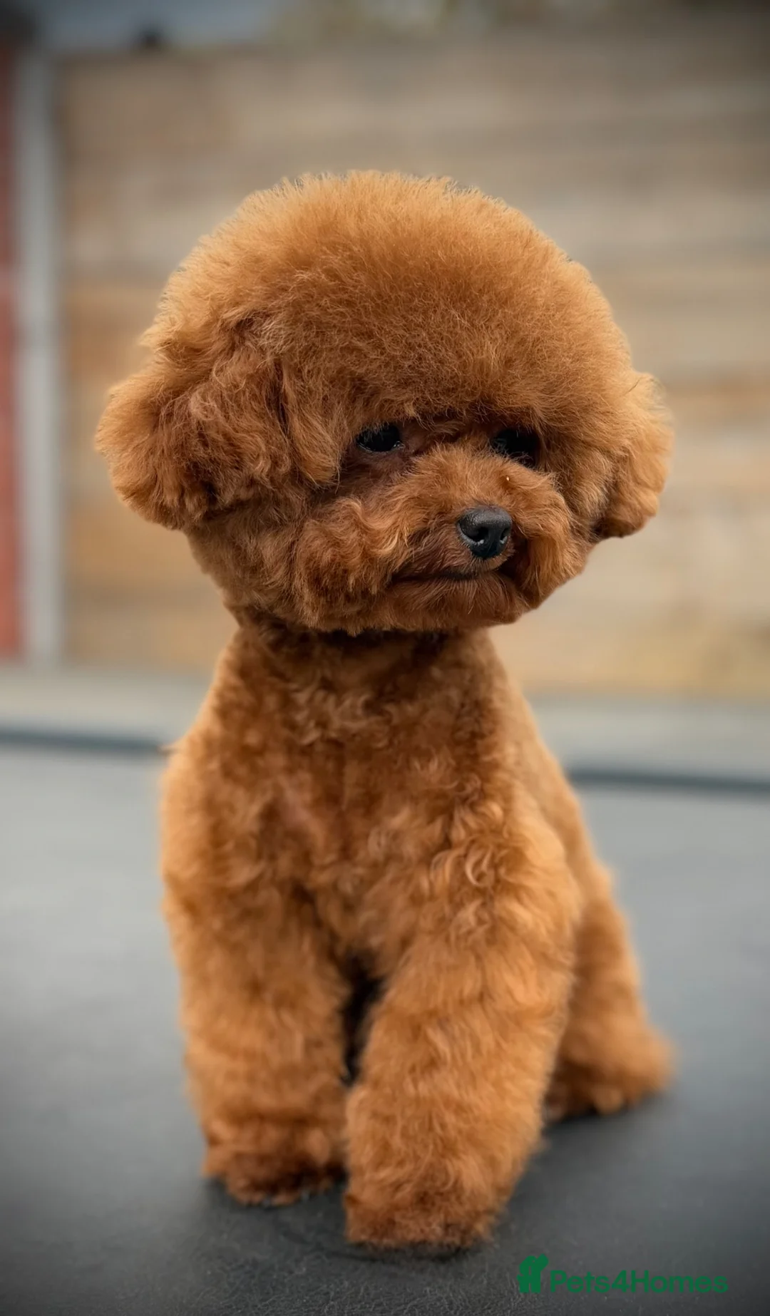 Toy Poodle dogs for stud:  🍒 Tiny Red Asian Poodle for Stud 🍒 - Advert 1