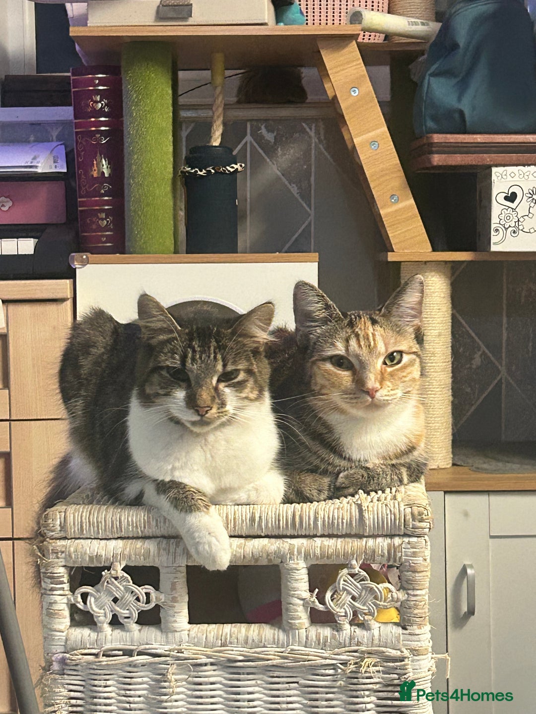 Mixed Breed cats for sale: Two females soCute 🥰  - Advert 5