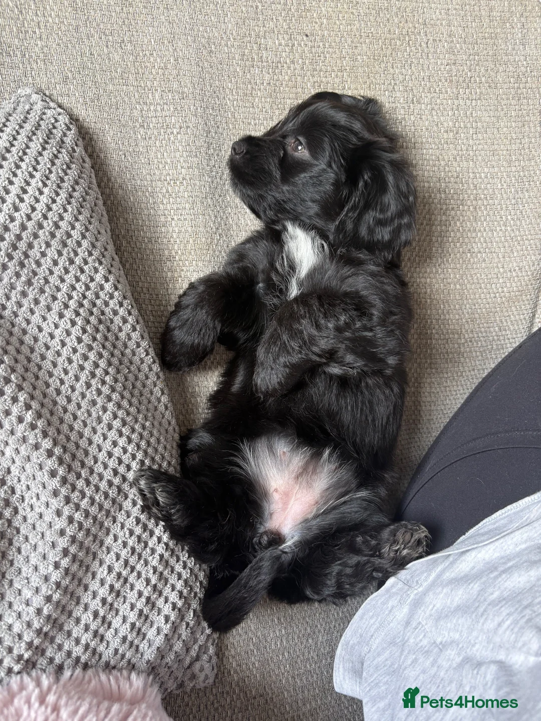 Shihpoo dogs for sale: Shihpoo puppy in Nottingham - Advert 2
