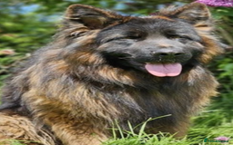 German Shepherd dogs for sale:  kc health tested long haired German shepherd pups - Image 8