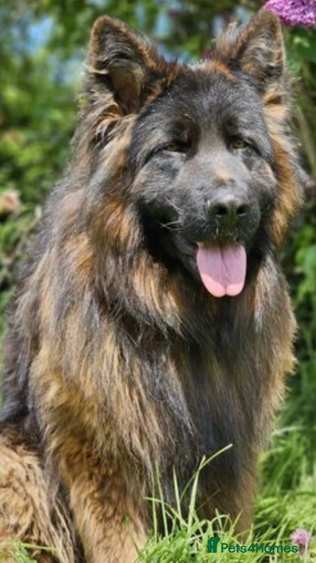 German Shepherd dogs for sale:  kc health tested long haired German shepherd pups - Image 8