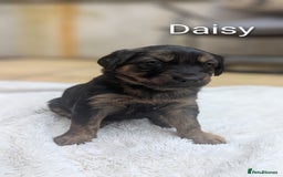 Mixed Breed dogs for sale: 4 girls available end of October  - Image 8