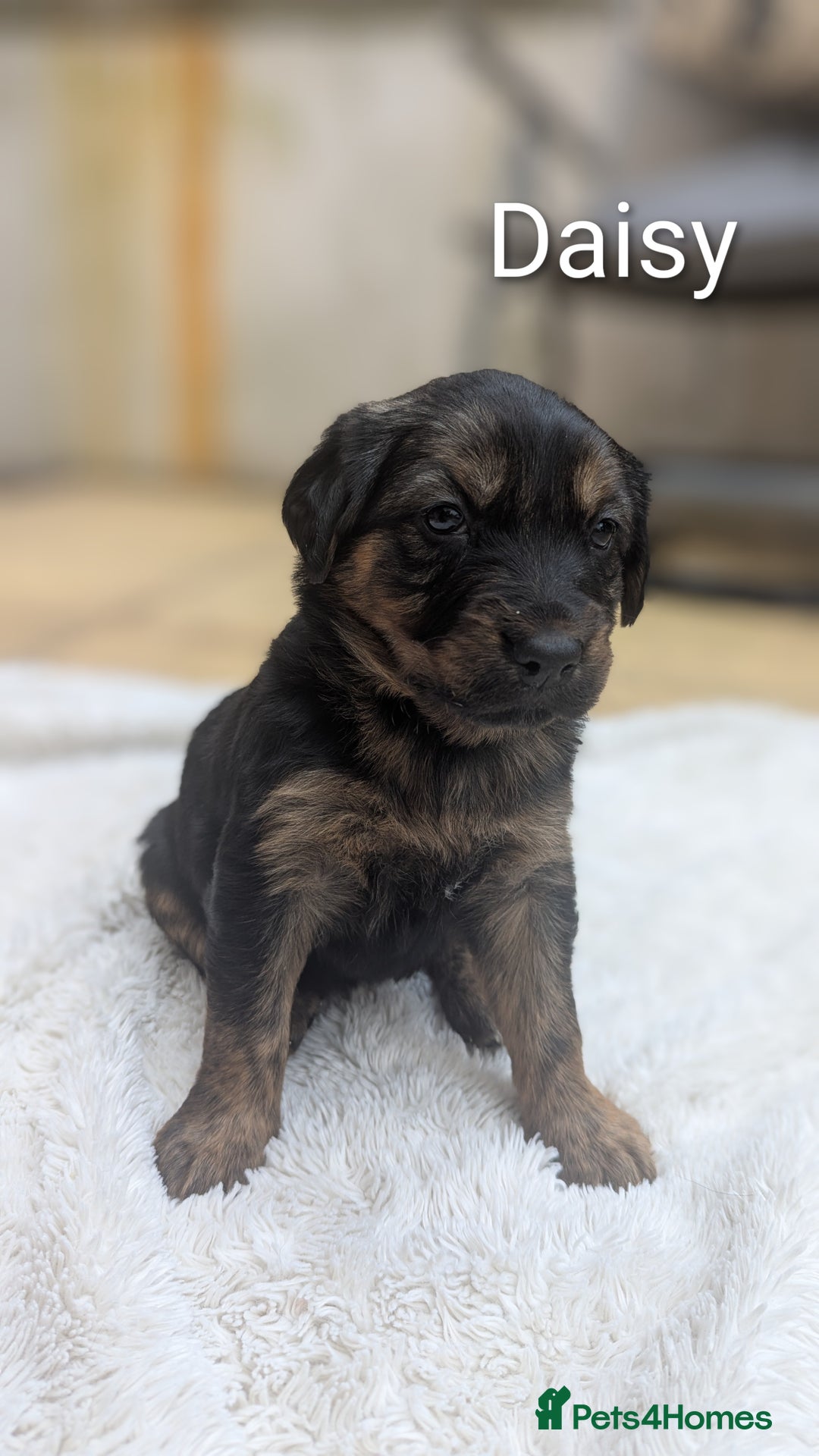 Mixed Breed dogs for sale: 4 girls available end of October  - Image 8