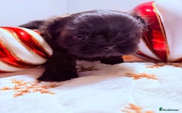 Shih Tzu dogs for sale: 3x Beautiful Pedigree Imperial Shih Tzu Girls - Advert 6