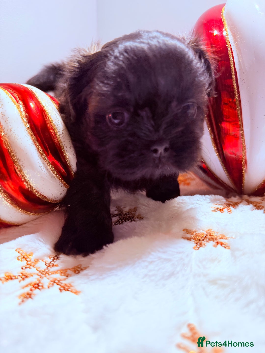 Shih Tzu dogs for sale: 3x Beautiful Pedigree Imperial Shih Tzu Girls - Advert 6