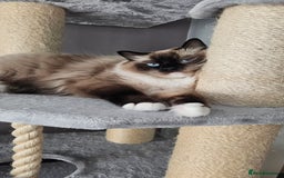 Ragdoll cats for sale: 💎 2 Exceptional Pedigree Ragdolls-young adults💎 - Image 22