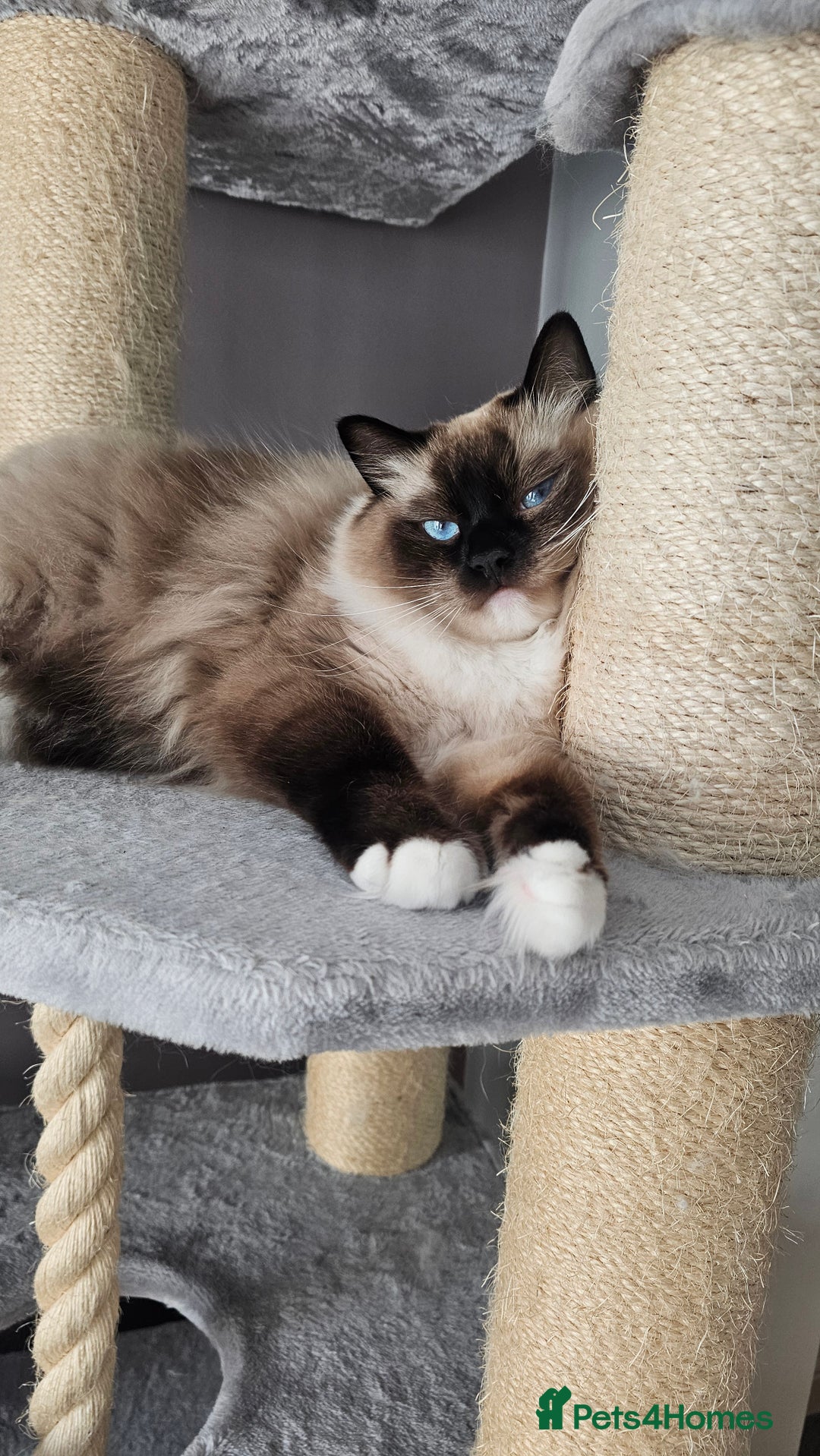 Ragdoll cats for sale: 💎 2 Exceptional Pedigree Ragdolls-young adults💎 - Image 22