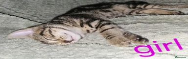 Tabbie