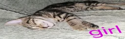 British Shorthair cats for sale: Beautiful Mixed kittens price in description  in Wallingford - Advert 4
