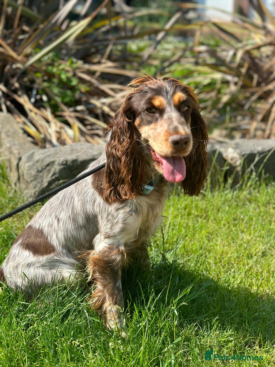 Tri Color English Cocker Spaniel Tricolor Working Cocker Boston