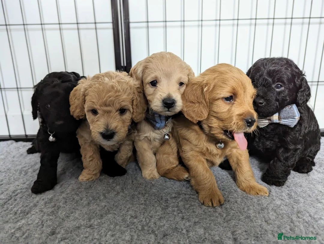 Toy Poodle dogs for stud: Silver Toy poodle  in Verwood - Advert 14