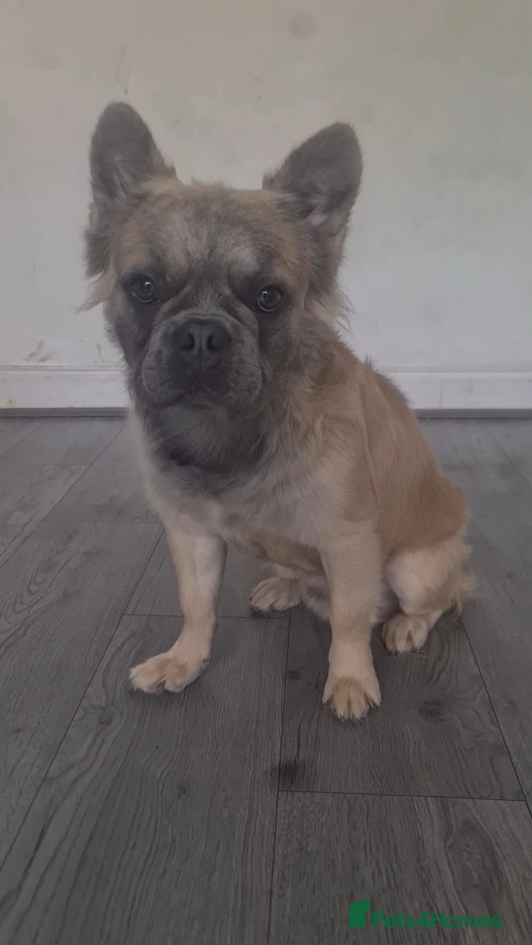 French Bulldog dogs for stud: 💎 Yuan – Proven Visual Fluffy Sire ✨ - Advert 2