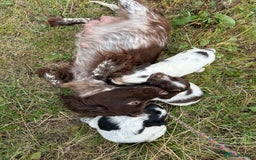 Cocker Spaniel dogs for sale: Extensively Health Tested KC Registered Puppy - Image 12