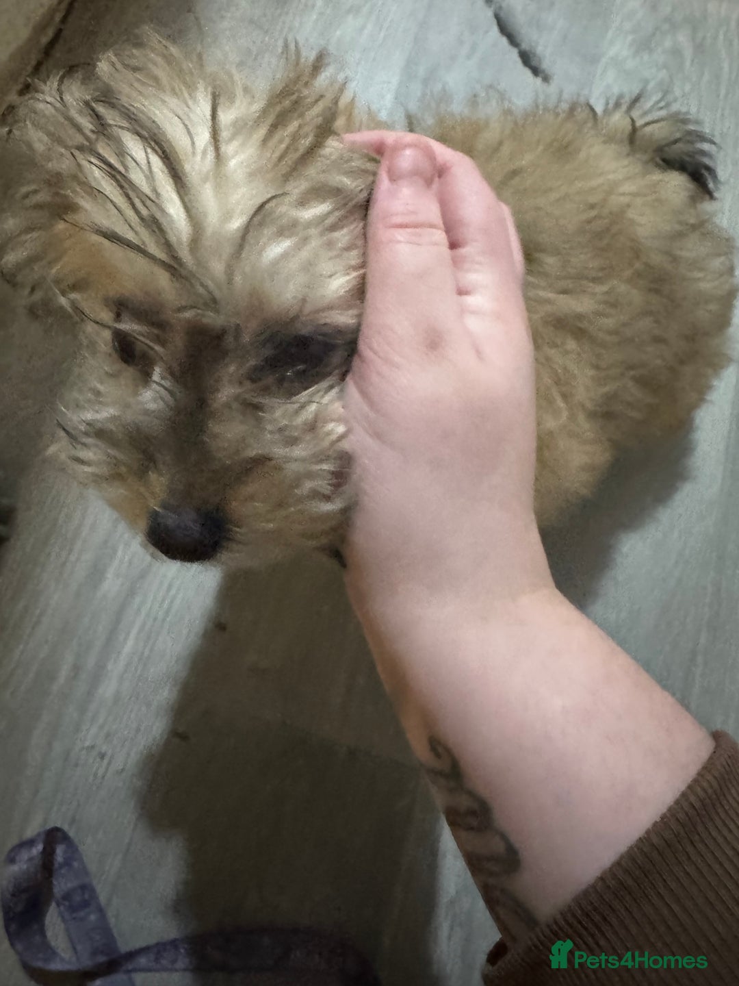 Yochon dogs for sale: Tilly  - Image 3