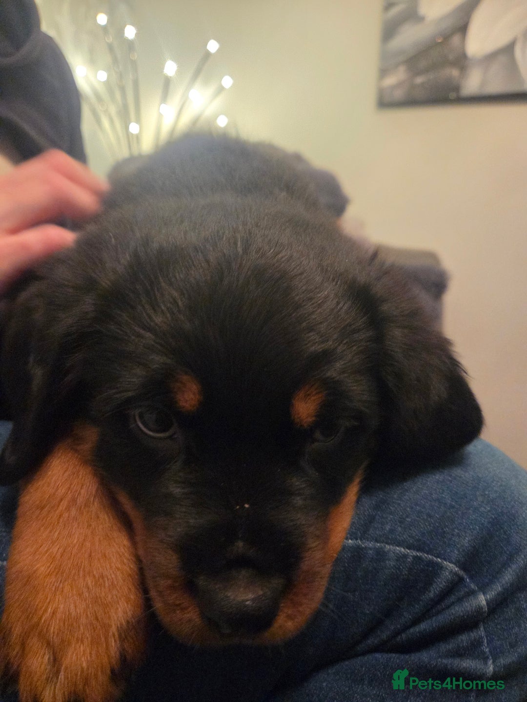 Rottweiler dogs for sale: ***Ready Now*** KC Registered Rottweiler Puppies - Advert 18