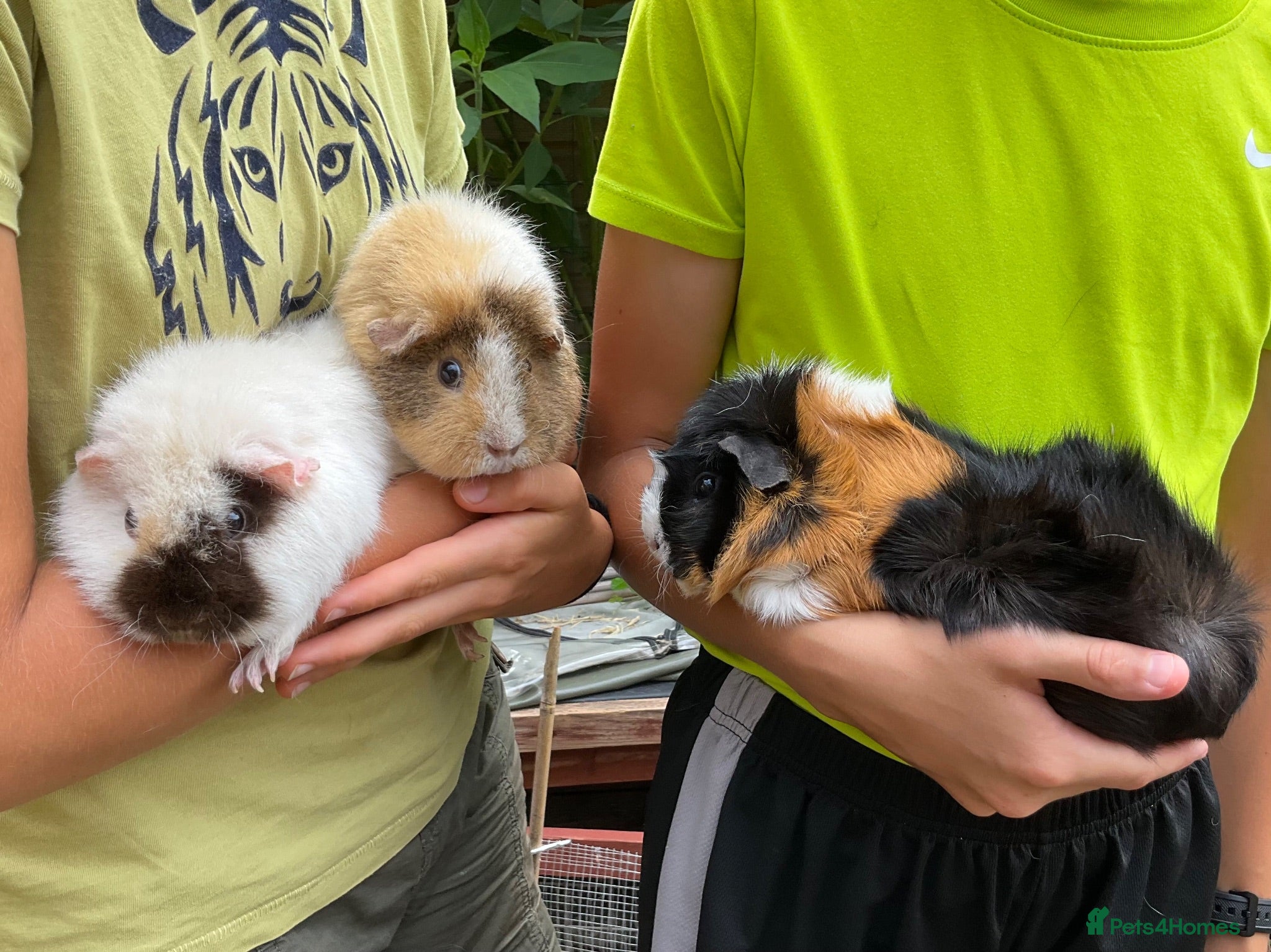 Guinea Pig rodents 3 Female Guinea Pigs (outdoor) - Advert 1