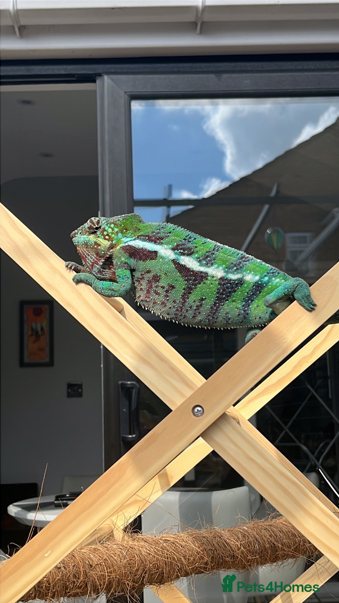 Chameleon reptiles Ambanja chameleon with full set up  - Advert 2