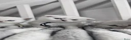 Scottish Fold cats for sale: Scottish fold/straight kittens - Advert 18