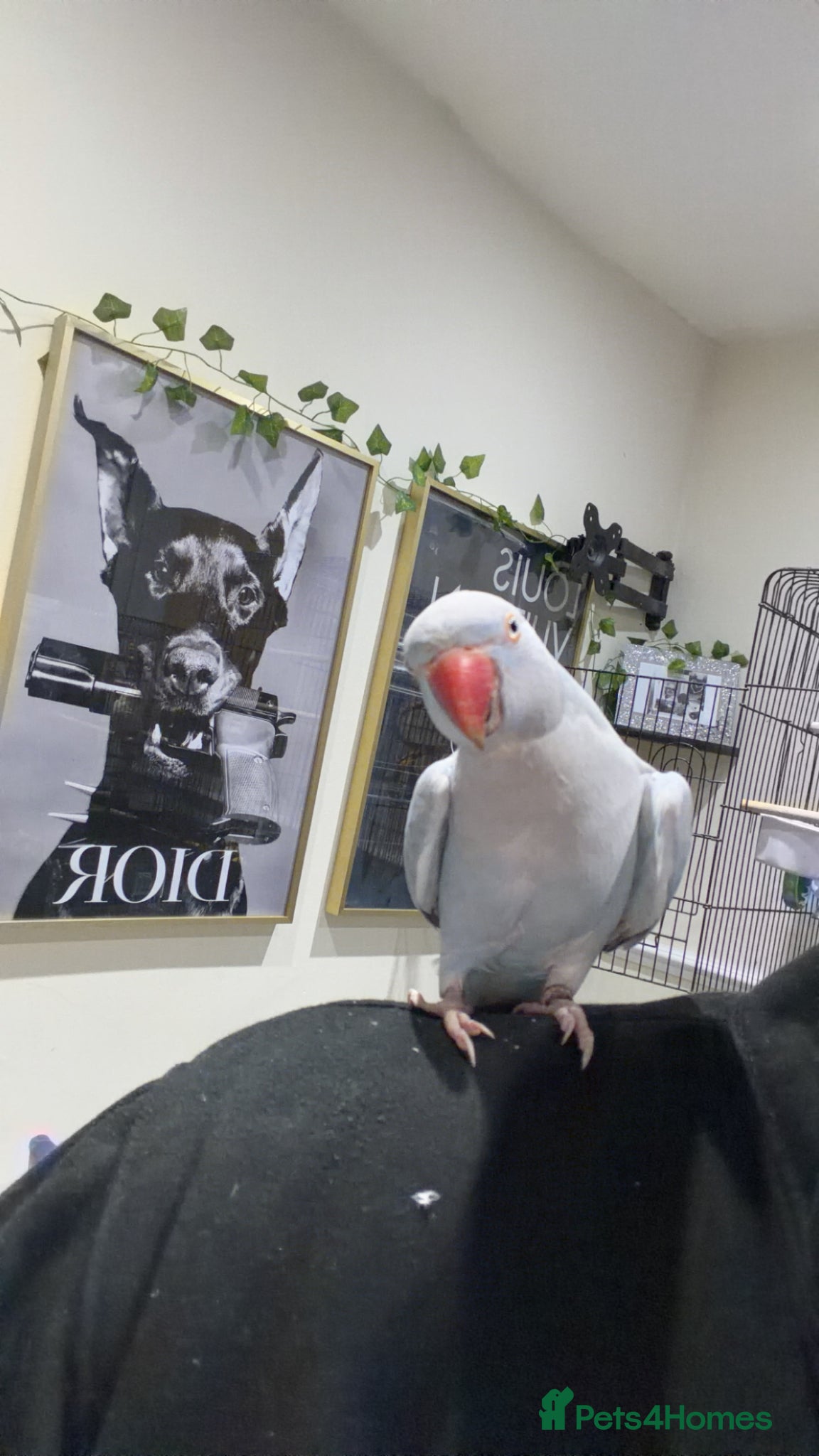 Ringnecks birds Absolutely gorgeous tame talking ringneck  - Advert 1