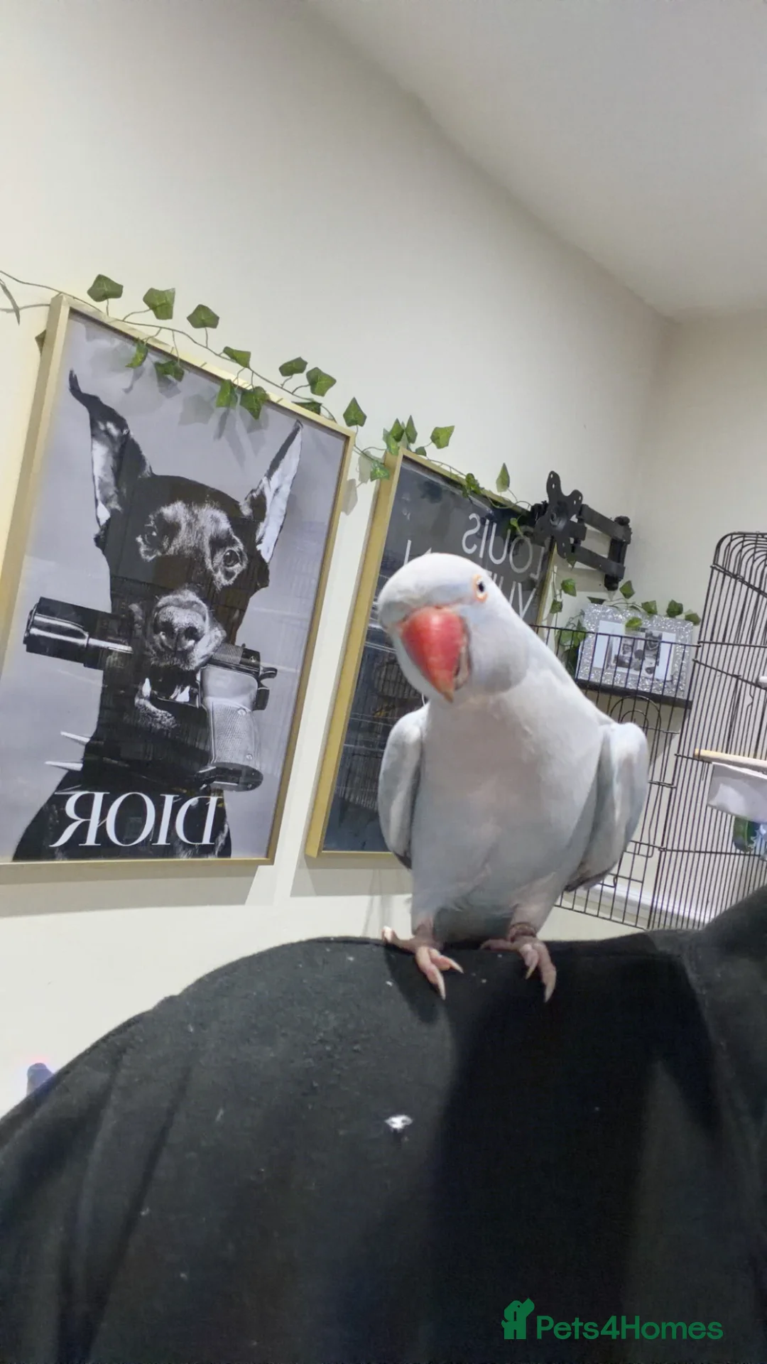 Ringnecks birds for sale: Absolutely gorgeous tame talking ringneck  - Advert 1