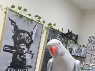 Ringnecks birds Absolutely gorgeous tame talking ringneck - Advert 1