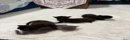 British Shorthair cats for sale:  4 Beautiful Kittens for sale 1 grey 3 Black  - Advert 5