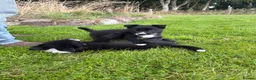 Border Collie dogs for sale: Border Collie Puppies💙 - Advert 6