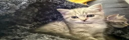 Scottish Fold cats for sale: Scotish fold cross Scottish straight adorable🥰 😻 - Advert 13