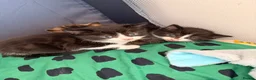Mixed Breed cats for sale: Long Haired Main Coon Cross - Advert 5