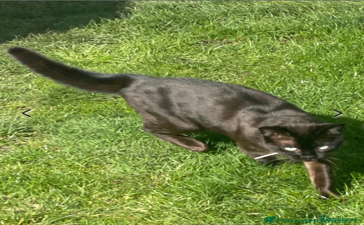 Bengal cats - Advert 2