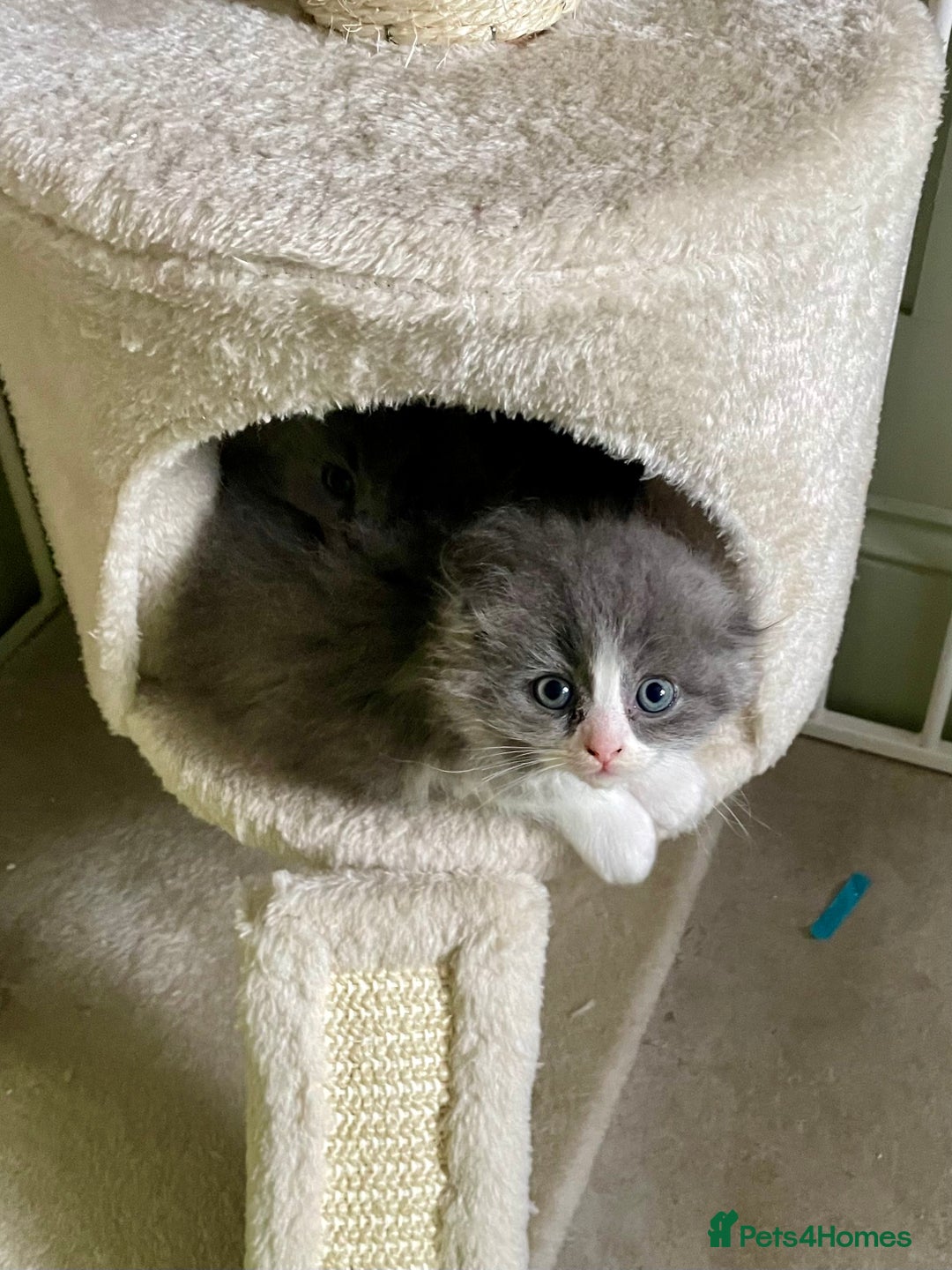 Ragdoll cats for sale: Exquisite, truly unique Ragdolls & Ragfold kittens - Advert 5