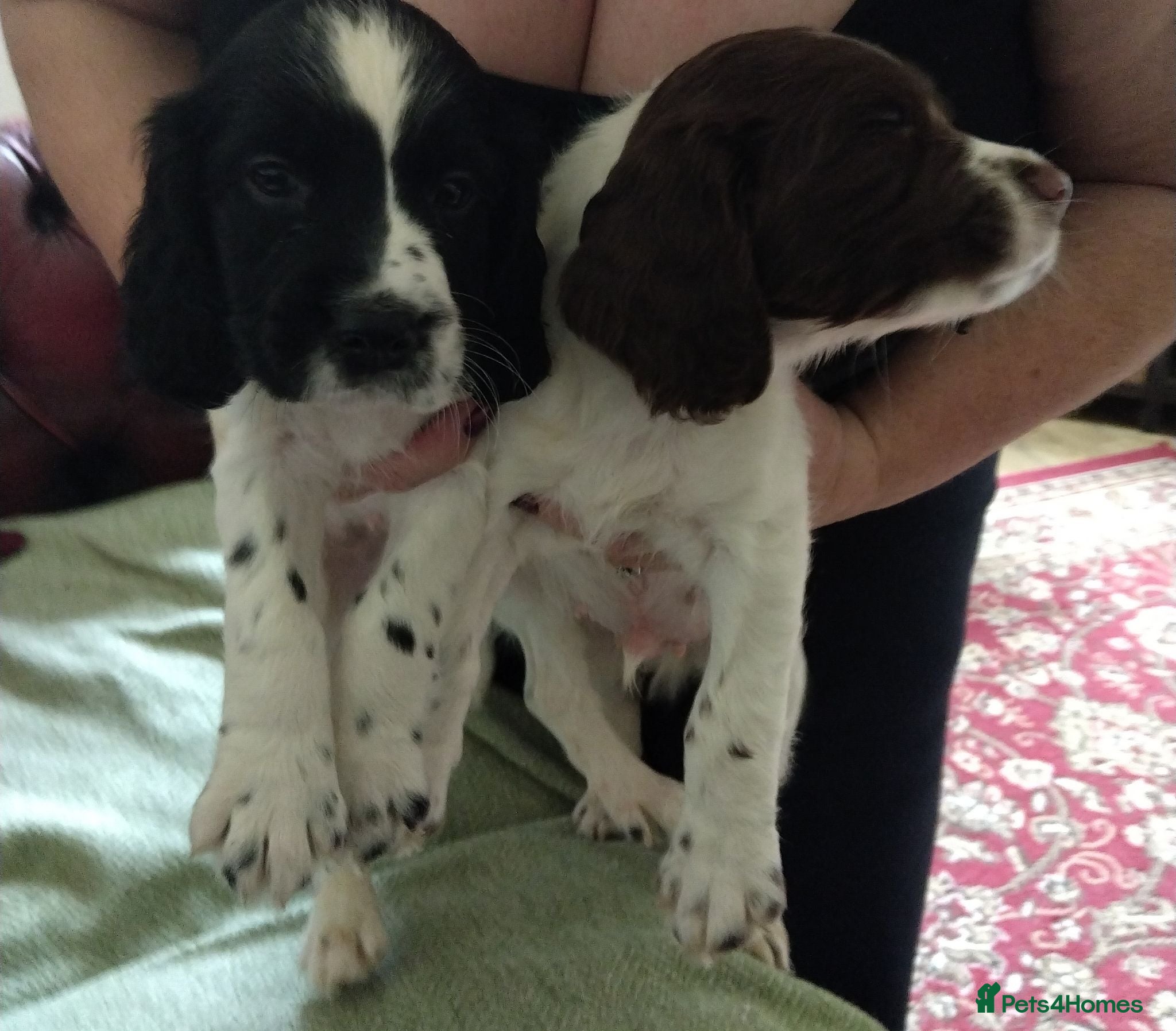 Sprocker dogs Gorgeous Sprocker Spaniel Puppies! - Advert 2