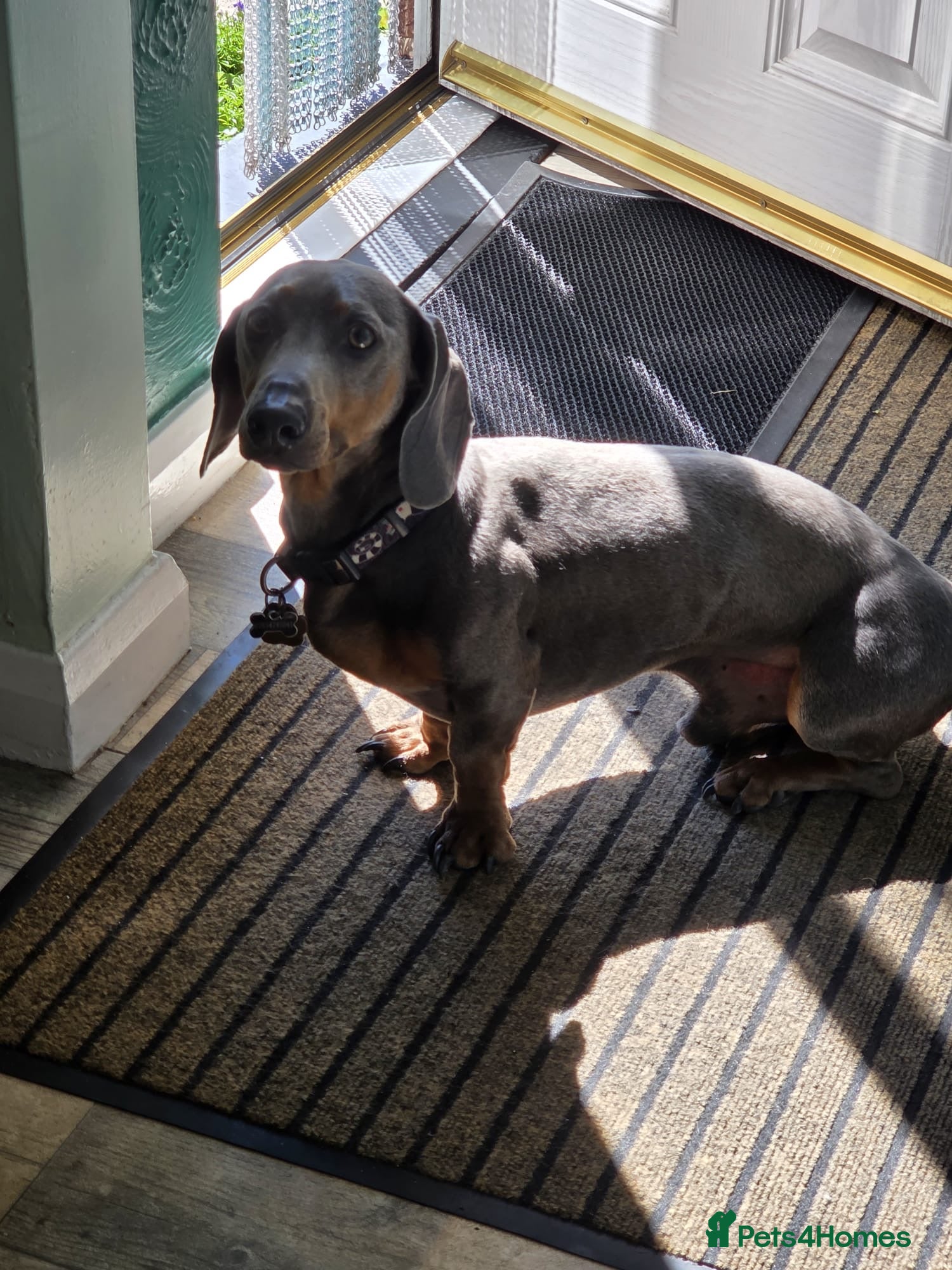 Dachshund dogs Affectionate Blue & Tan Dax Boy - Advert 1