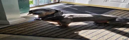 Dachshund dogs for sale: Affectionate Blue & Tan Dax Boy - Advert 1
