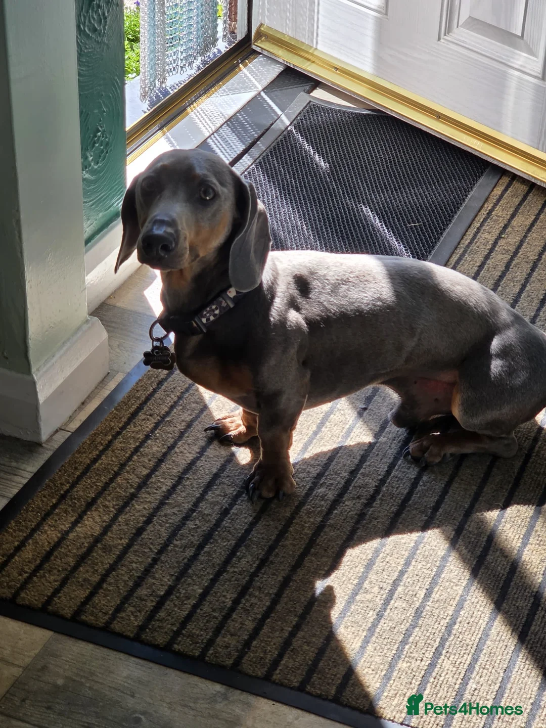 Dachshund dogs for sale: Affectionate Blue & Tan Dax Boy - Advert 1