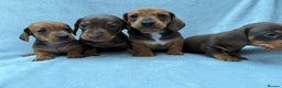 Miniature Dachshund dogs for sale: Gorgeous Miniature smooth Dachshunds  - Advert 4