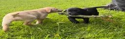 Labrador Retriever dogs for sale: Outstanding litter of Labrador pups  - Advert 13
