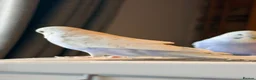 Budgerigars birds for sale: Beautiful Baby Budgies  - Advert 7