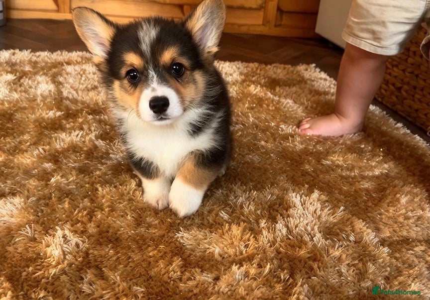 Welsh Corgi Pembroke dogs for sale: Reduced!! Kc pembroke corgi puppies - Advert 16