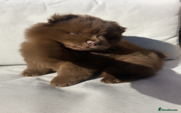 Chow Chow dogs for sale: Chocolate chow chow - Image 6