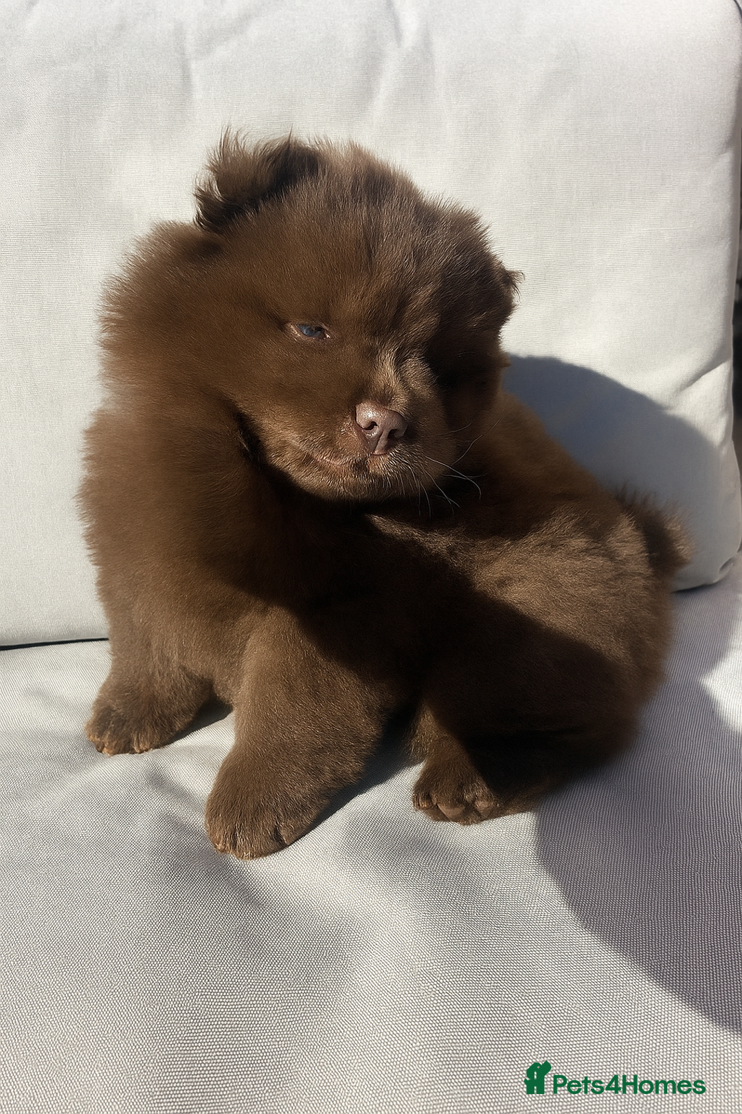 Chow Chow dogs for sale: Chocolate chow chow - Image 6