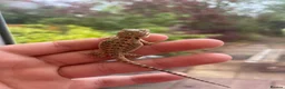 Bearded Dragon reptiles for sale: Super friendly bearded dragons - Advert 14