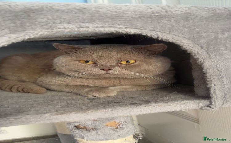 British Shorthair cats - Advert 15
