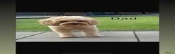 Cavapoo dogs for sale: Beautiful F1b red Cavapoo’s  - Advert 8