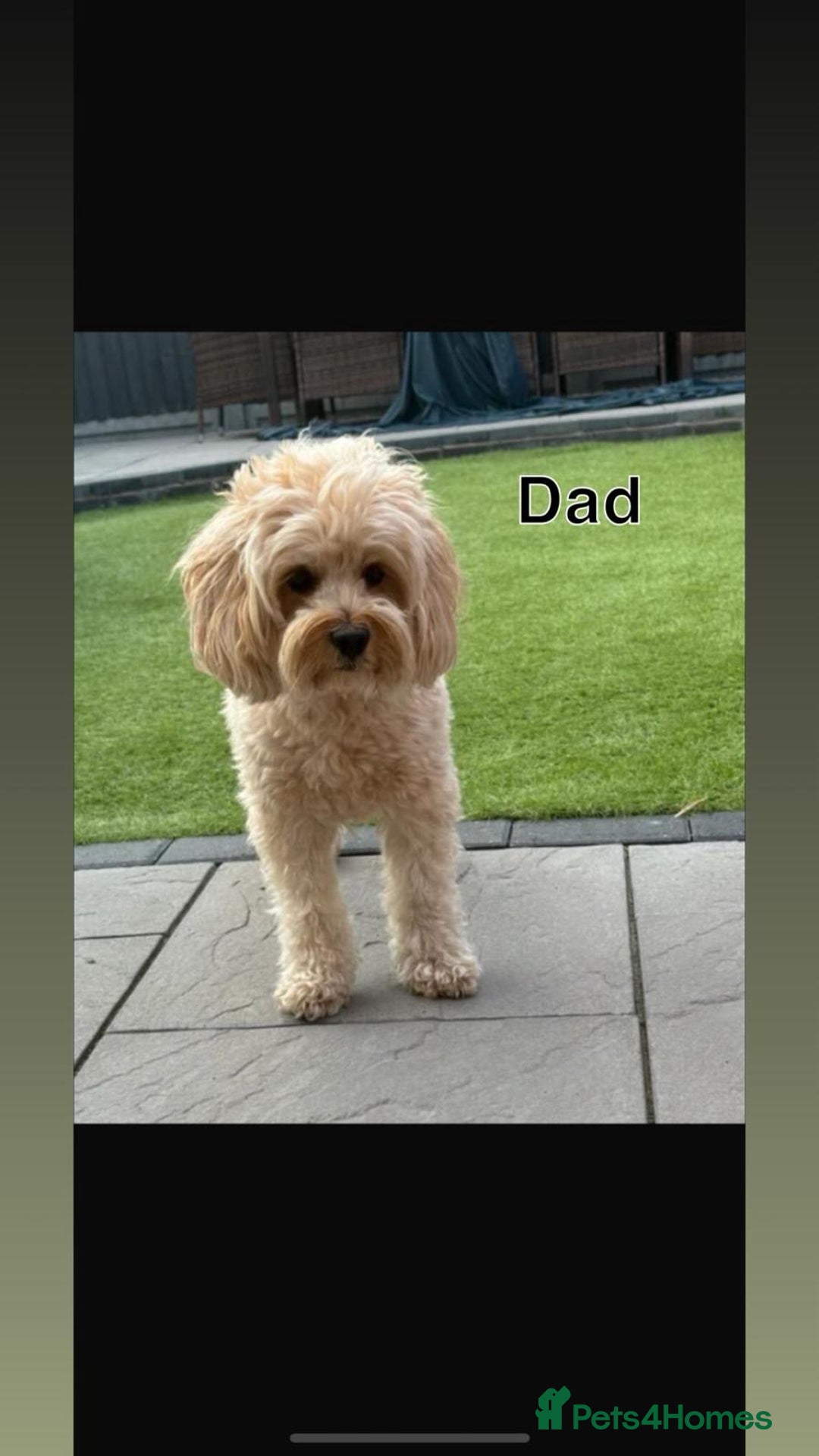Cavapoo dogs for sale: Beautiful F1b red Cavapoo’s  - Advert 8