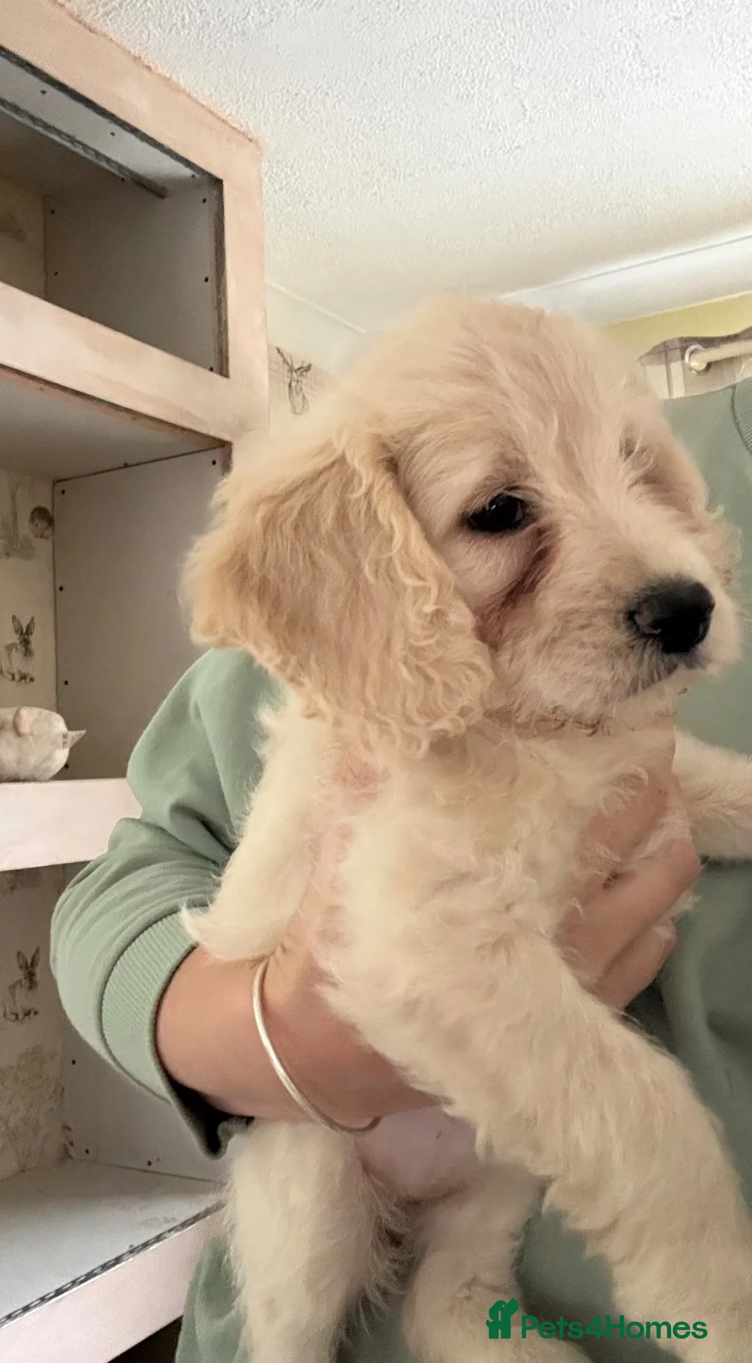 Cockapoo dogs for sale: F1 Cockapoo puppies  - Advert 1