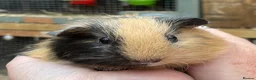 Guinea Pig rodents for sale: Sweet natured baby girl guinea pigs - Advert 7