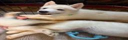 Siberian Husky dogs for sale: 2 female Beautiful White Husky Puppies Ready Now. - Advert 31