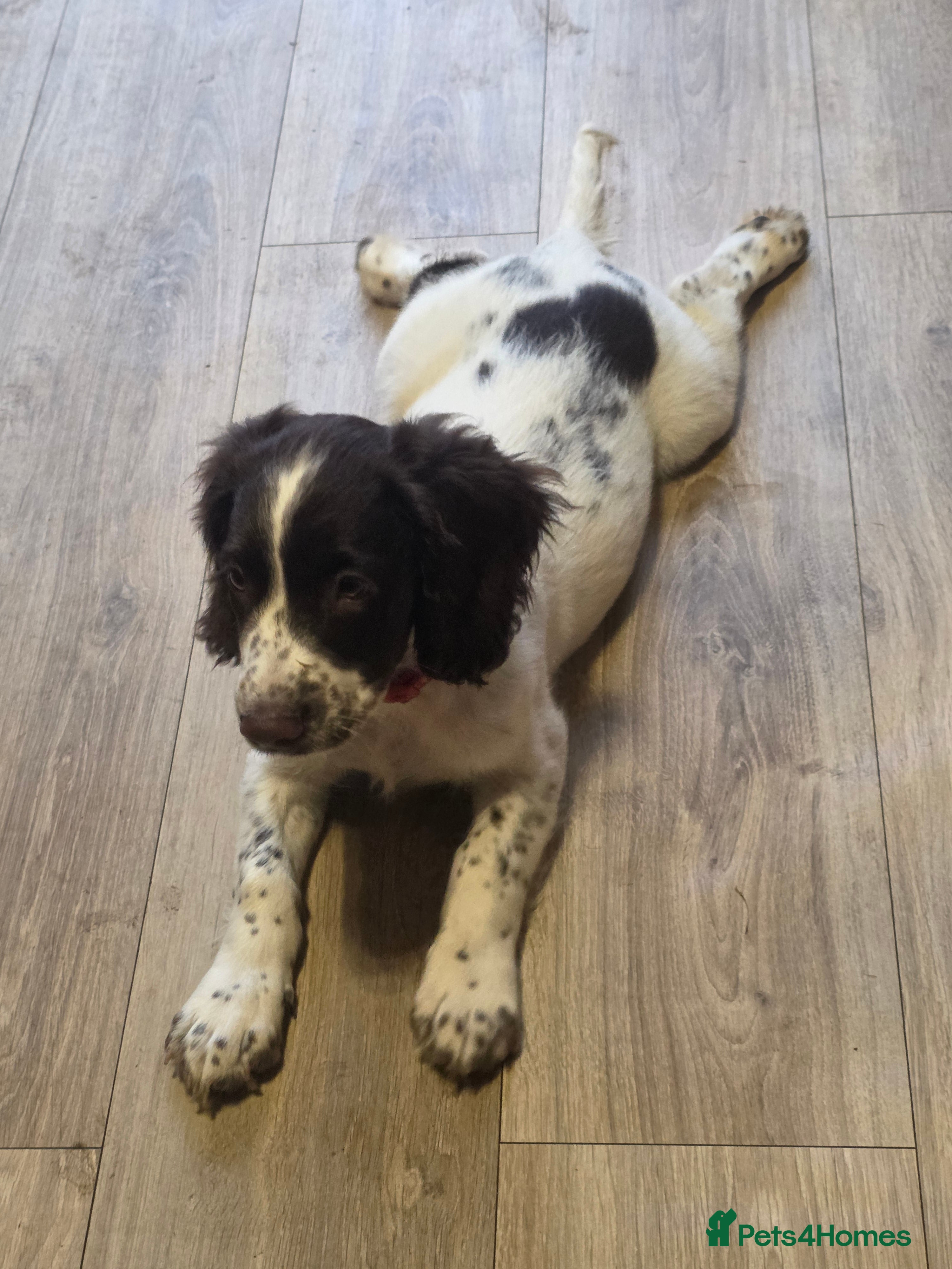 Sprocker dogs Beautiful Sprocker pups ready now. - Advert 2