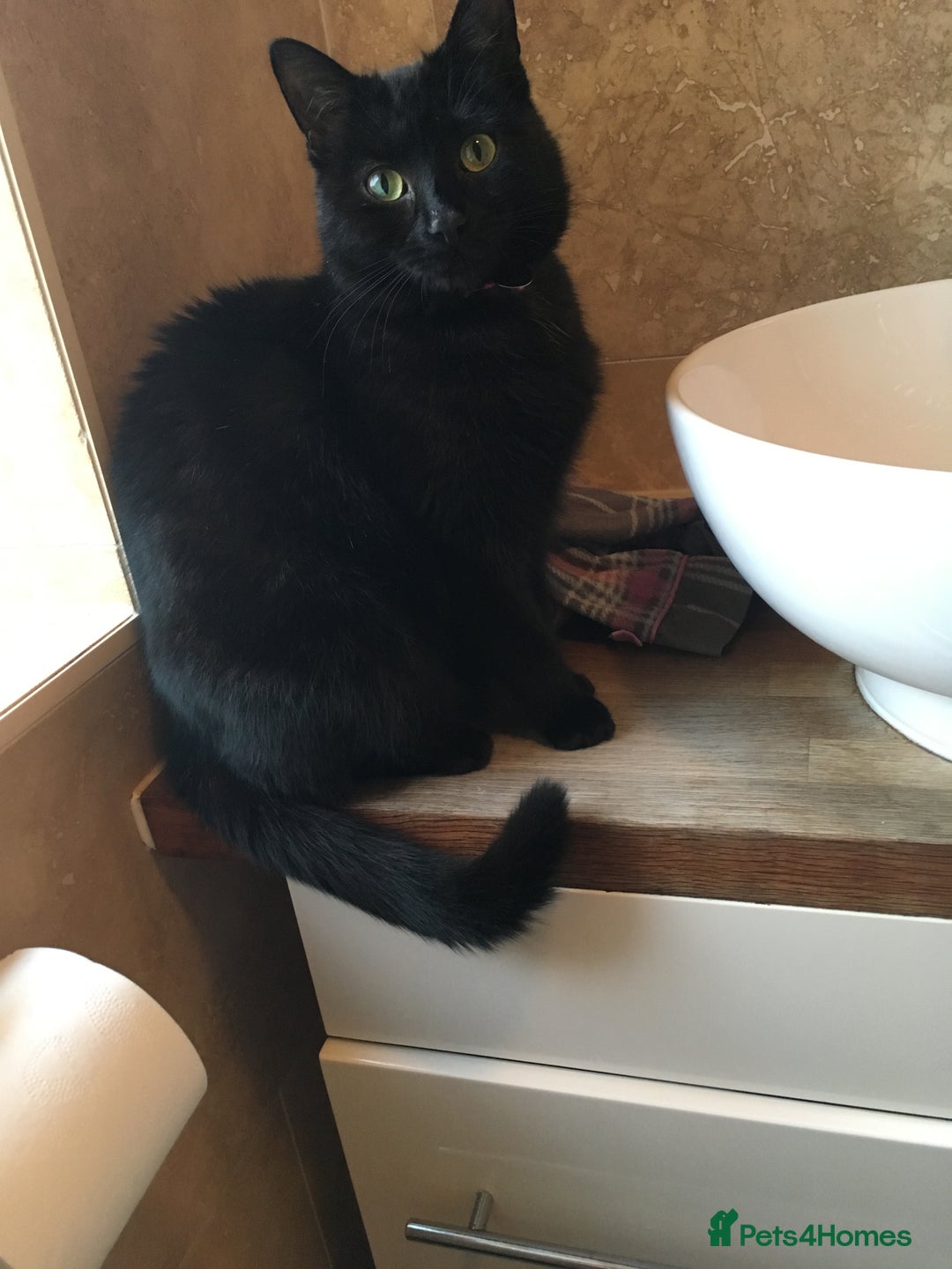 Domestic Shorthair cats for sale: Beautiful cats - Image 11